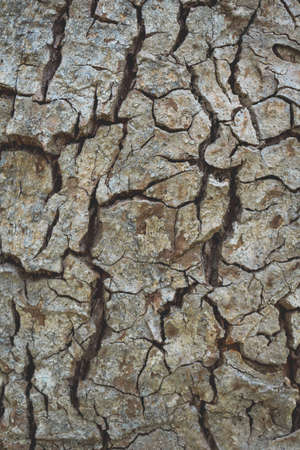 Bark tree texture,Abstract texture and background.の写真素材