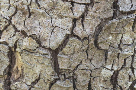 Bark tree texture,Abstract texture and background.の写真素材