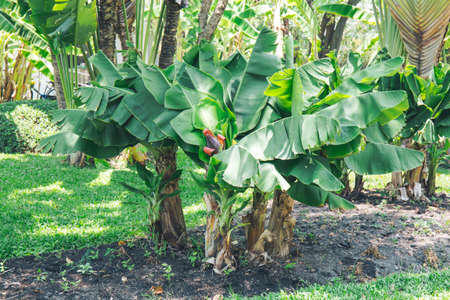 Banana tree, natural backgroundの写真素材