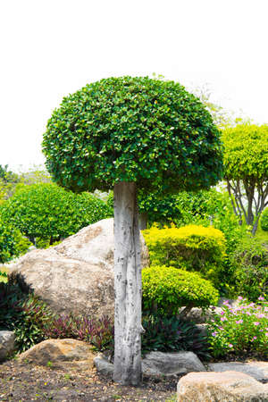 Rock garden with shrubs for garden decoration, white background