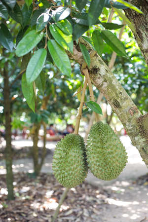 Fresh durian on the tree, king of fruit,Soft focus