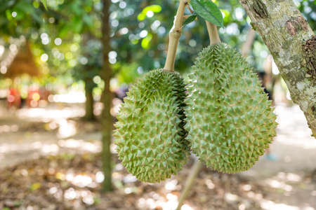 Fresh durian on the tree, king of fruit,Soft focusの写真素材