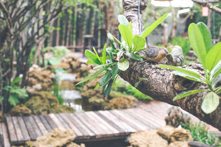 Couple birds statue on a tree background garden cafe blur.の写真素材