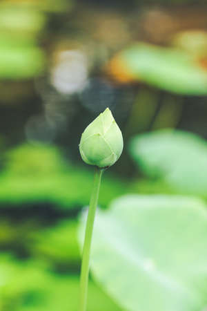 Lotus bud flower and Lotus flower plants Natural background,Soft focusの写真素材