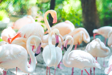 Flamingo flocks, natural backgroundsの写真素材