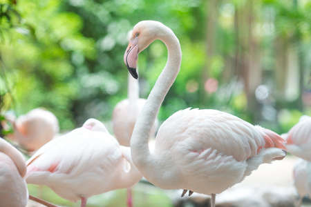 Flamingo Natural Backgroundsの写真素材