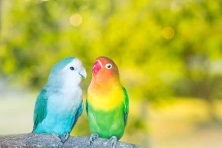 Blue and green Lovebird parrots sitting together on a tree branch at sunset.Blurred green natural...