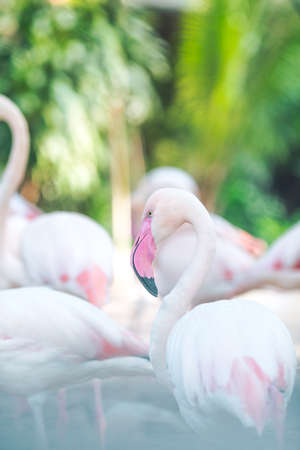Flamingo Natural Backgrounds,Evening light sunshineの写真素材