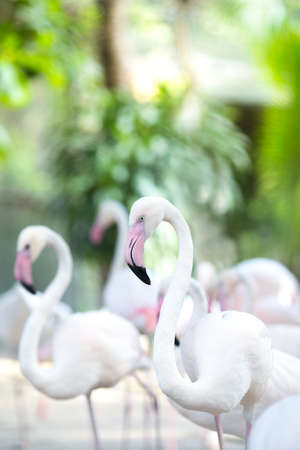 Flamingo Natural Backgrounds,Evening light sunshineの写真素材