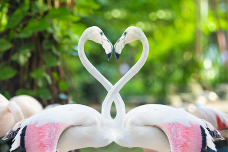 Two flamingos making a heart shape Natural backgroundの写真素材