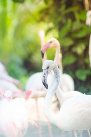 Flamingo looking at the camera Natural Backgrounds,Evening light sunshineの写真素材