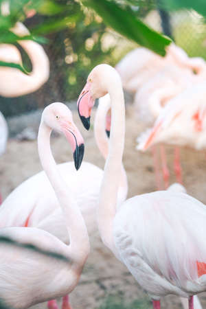 Flamingo looking at the camera Natural Backgrounds,Evening light sunshineの写真素材