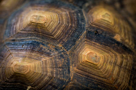 pattern on tortoise African Spurred Tortoise (Geochelone sulcata)shell backgroundの写真素材