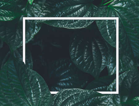 Creative layout, white paper frame leaf backgroundの写真素材