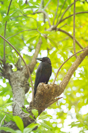 Crow on the tree leaves natural background.の写真素材