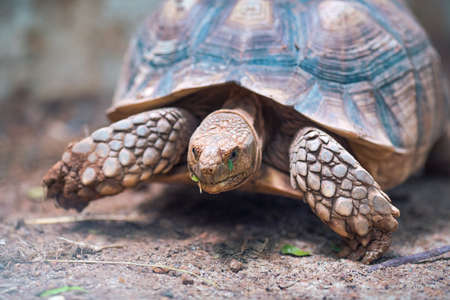 African Spurred Tortoise (Geochelone sulcata)の写真素材