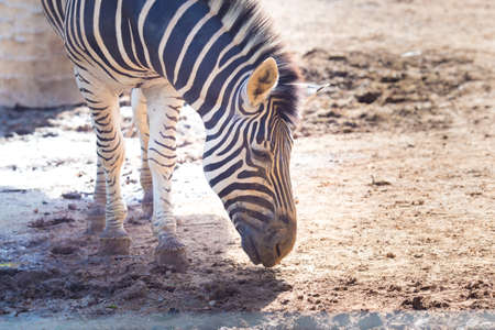 Close-up portrait of  zebra looking at cameraの写真素材
