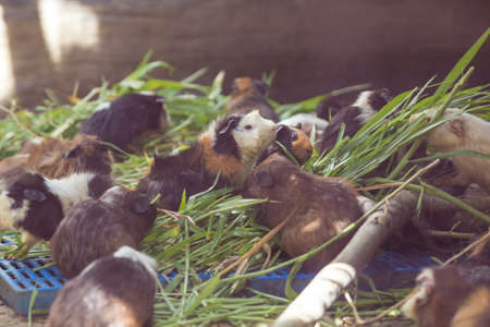 The guinea pigs are eating grass.の写真素材