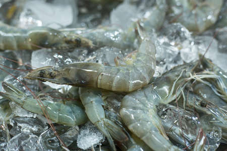 Fresh shrimp on Ice in the market