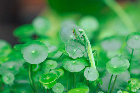 Mantis on Centella Asiatic, green natural backgroundの写真素材