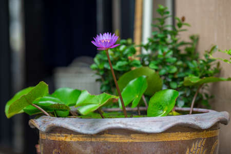 Lotus lotus and lotus leaf in the pot.
