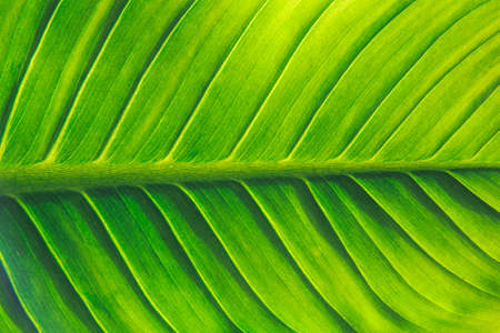 Texture of a green leaf for background,Soft focus