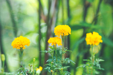 Yellow marigold in the gardenの写真素材