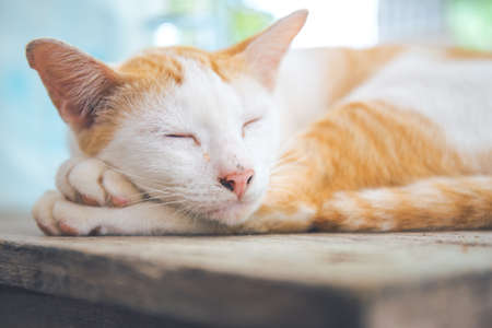 White Cat Orange sleeping on a wooden desk.Soft focusの写真素材