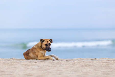 Dogs on the beach in the morning.Soft focusの写真素材