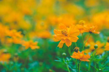 yellow cosmos flowers In the garden,soft focusの写真素材