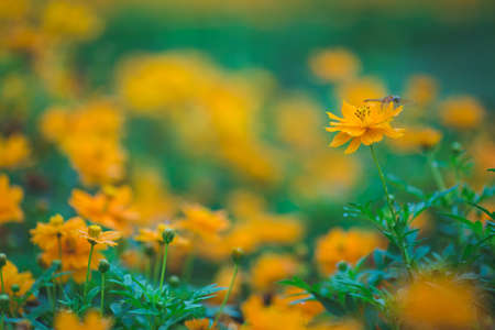 Yellow cosmos flowers in the morning garden,soft focusの写真素材