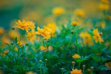 Yellow cosmos flowers in the morning garden,soft focusの写真素材