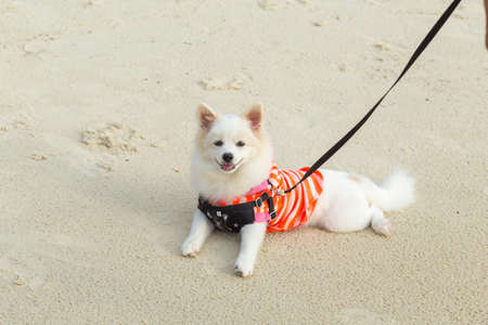 Pomeranian dog sits on the sand on the beach.
