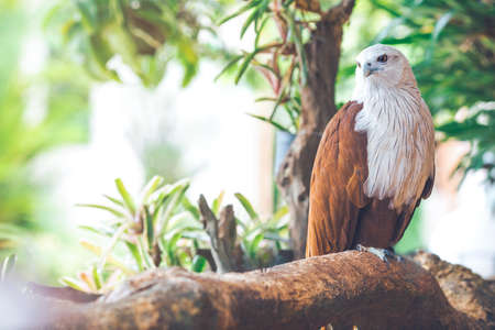 Eagle sitting on the branch, leaf blurred green nature background.の写真素材