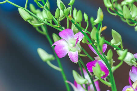 Purple orchids are blooming with buds.Soft focusの写真素材