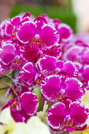 Purple orchid on the inflorescence in the garden.Soft focus.Image with Grain.の写真素材