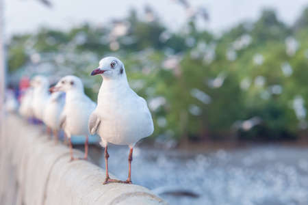 Seagull standing on a bridge, background, flocks of seagulls flying.at Bangpoo, Thailand.の写真素材