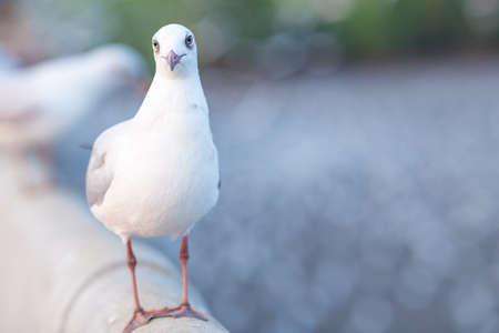 Seagull standing on a bridge, background, flocks of seagulls flying.It's looking at the camera.at Bangpoo, Thailand.の写真素材