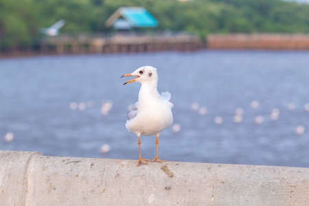Seagull standing on a bridge, background, flocks of seagulls flying.at Bangpoo, Thailand.の写真素材
