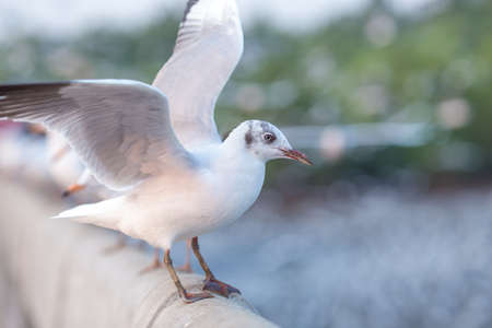 Seagulls are about to fly, background, flocks of seagulls flying.at Bangpoo, Thailand.の写真素材