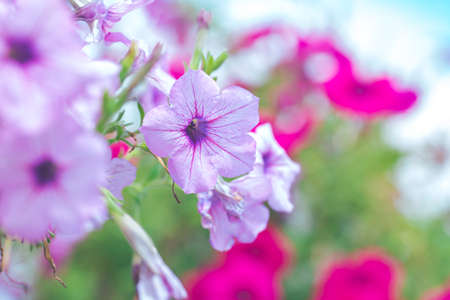 Petunia purple on a bouquet of blurred backgrounds.の写真素材