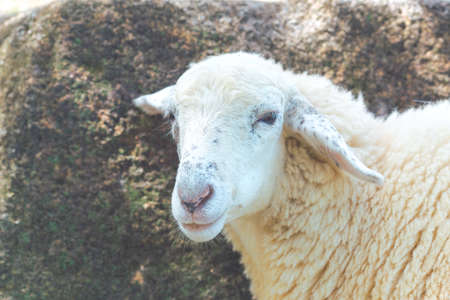 Close up a white sheep head standing on a rock in a farm.の写真素材