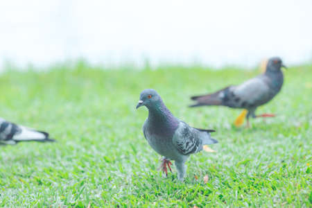pigeons are walking on the lawn.の写真素材