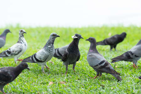 Several pigeons are walking on the lawn.の写真素材