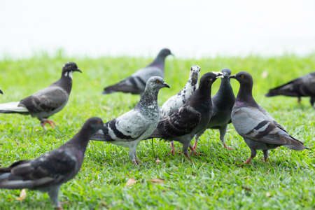 Several pigeons are walking on the lawn.の写真素材