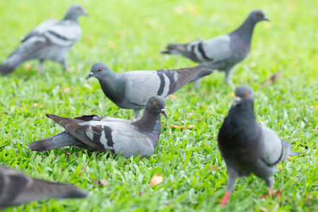 Pigeons sitting on the lawn.の写真素材