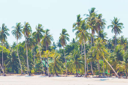 Coconut trees sticking out to the sea on a clear sky day, Koh Kood, Thailandの写真素材