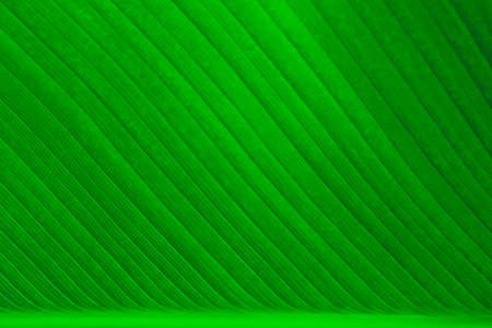 Nature green banana leaf texture for background imageの写真素材