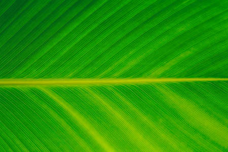 Nature green banana leaf texture for background imageの写真素材