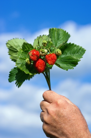 gifts of natureの写真素材